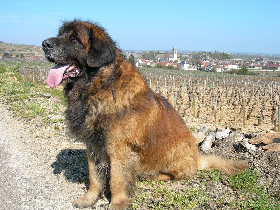 Leo: Leonberger (Image Credits: Wikimedia)