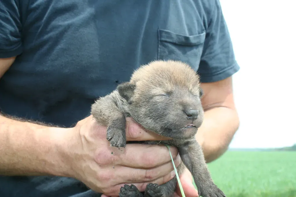 7. Pups Born in Spring Dens (Red Wolf Recovery Program, Flickr, CC BY 2.0)