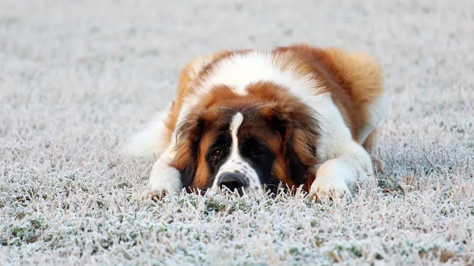 9. Saint Bernard: The Gentle Giant Who Loves a Good Rest (Image Credits: Pexels)