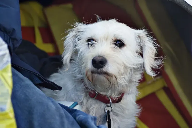 2. Being Wildly Inconsistent With Rules (Erin Perry Borron, Flickr, CC BY-SA 2.0)