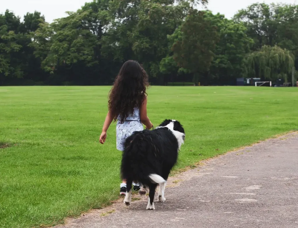 Collies: Smart, Loyal, and Naturally Gentle (Image Credits: Rawpixel)