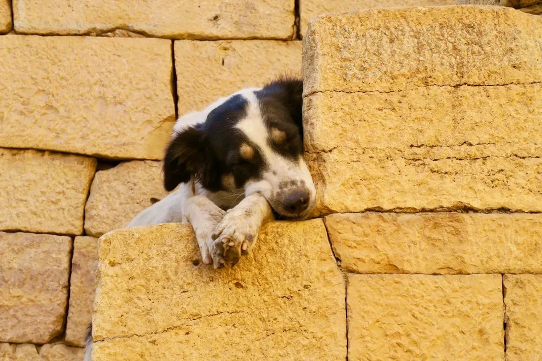 Construction Noise and Power Tools (Image Credits: Unsplash)