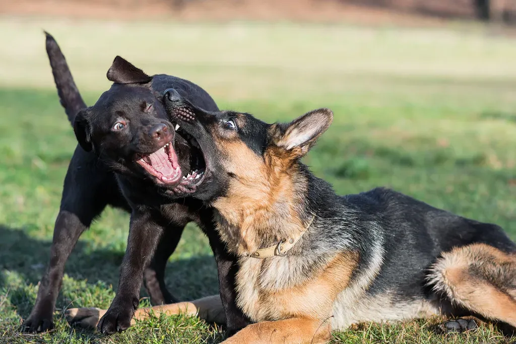 German Shepherds: Intelligence Meets Intensity (Image Credits: Flickr)