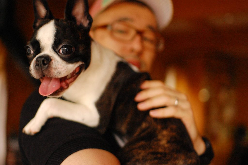 Boston Terriers: The Dapper Indoor Gentlemen (Image Credits: Flickr)
