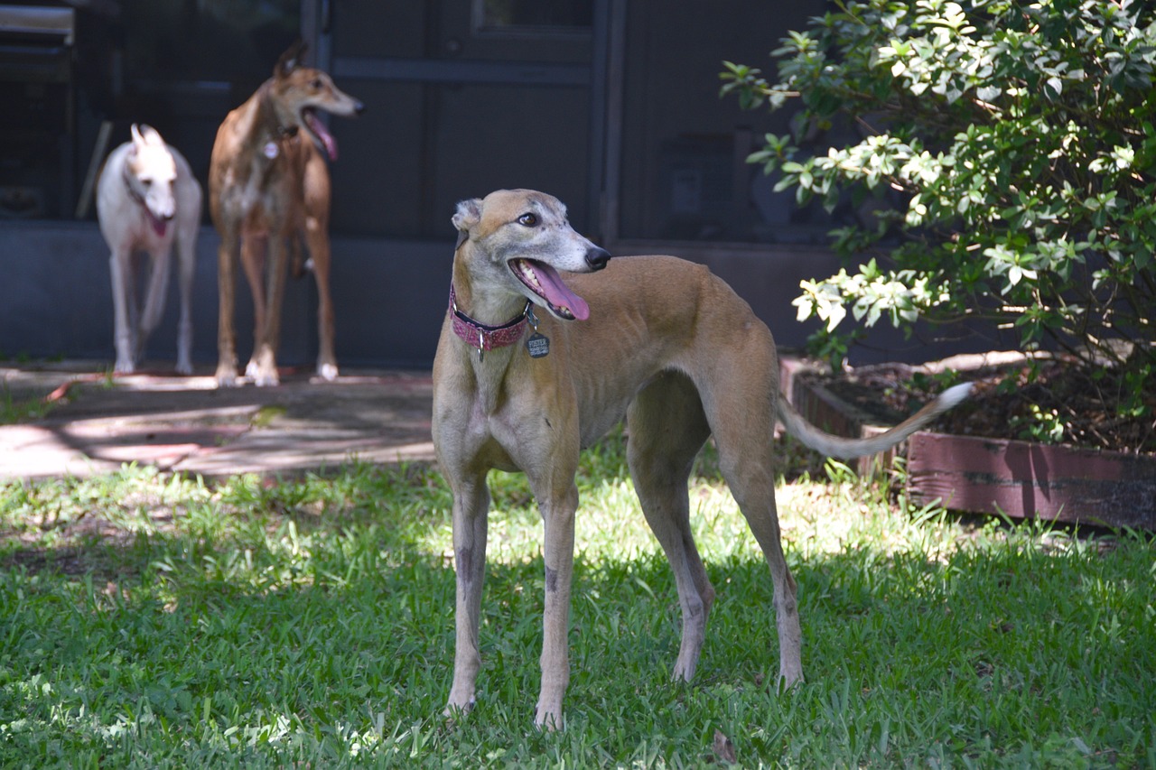 The Retired Greyhound: The Gentle Giant Surprise (Image Credits: Pixabay)