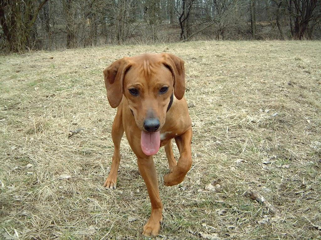 Kicking Is a Visual Display Too (Image Credits: Flickr)