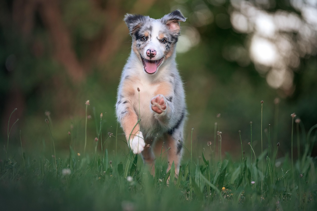 Australian Cattle Dog: The Workaholic Herder (Image Credits: Pixabay)
