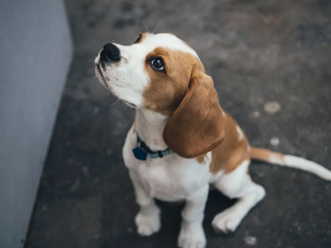 Beagle: The Food-Obsessed Con Artist (Image Credits: Unsplash)