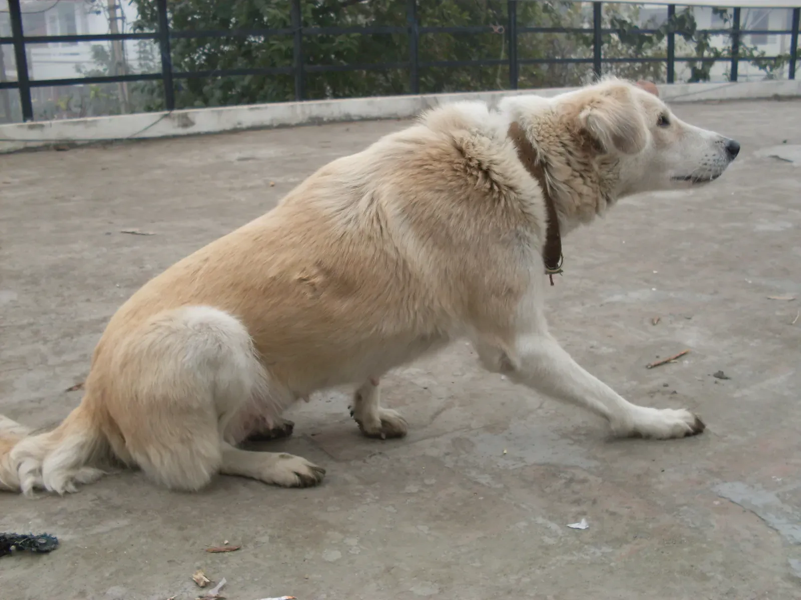 Reading the Silent Signals Your Dog Sends (Image Credits: Wikimedia)