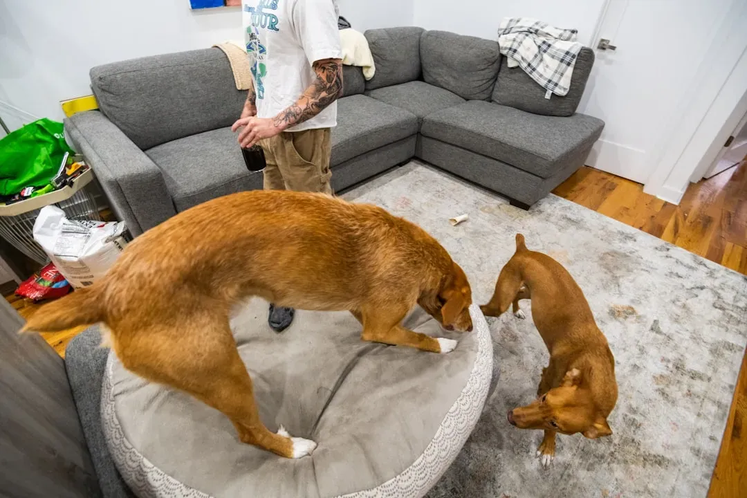 Letting Your Dog Jump Off Furniture Repeatedly (Image Credits: Unsplash)