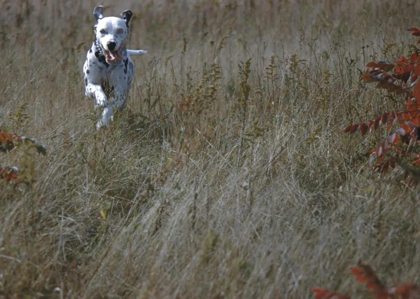 Dalmatian: Spotted Firecracker With Endless Zoomies (Photography by Victor Albert Grigas (1919-2017) 300mm idea dalmation dog chichi oct 1960000254, CC BY-SA 2.0)