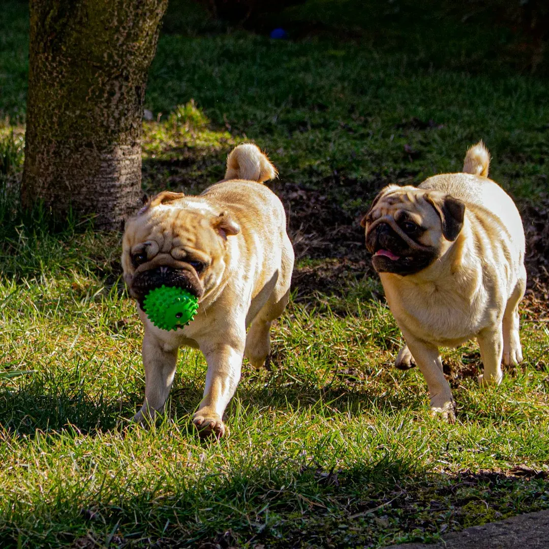 Pug: The Cheerful Clown in a Compact Package (Image Credits: Unsplash)