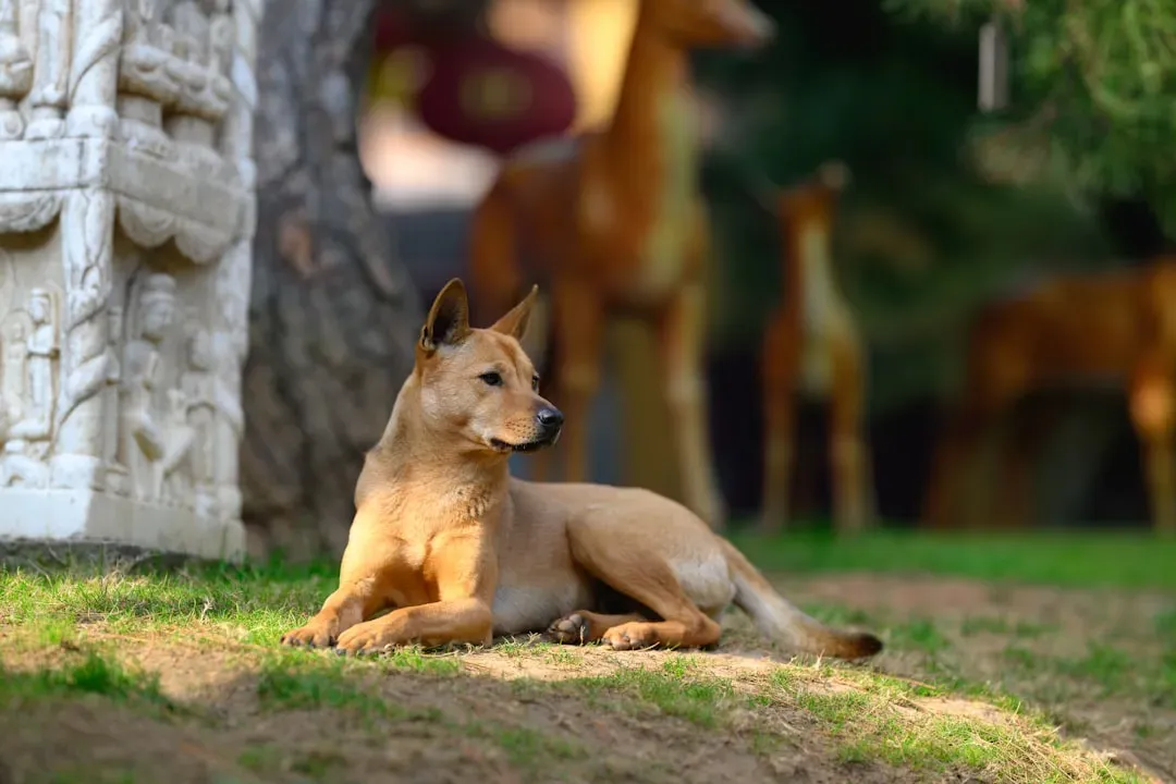 #8 Egypt: Echoes of Sacred Dogs and Modern Myths (Image Credits: Unsplash)