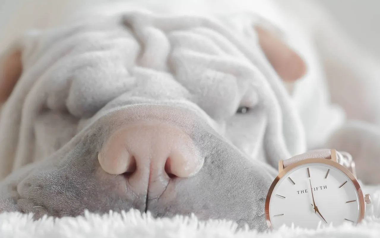 Shar-Peis: Unique Appearance with Complex Health Needs (Image Credits: Pixabay)