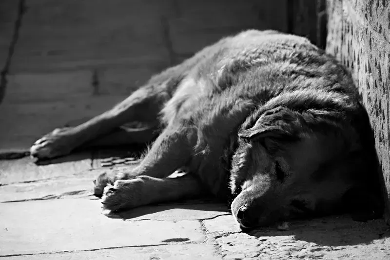 When They Seek Solitude Over Company (Luca Rc., Flickr, CC BY-SA 2.0)