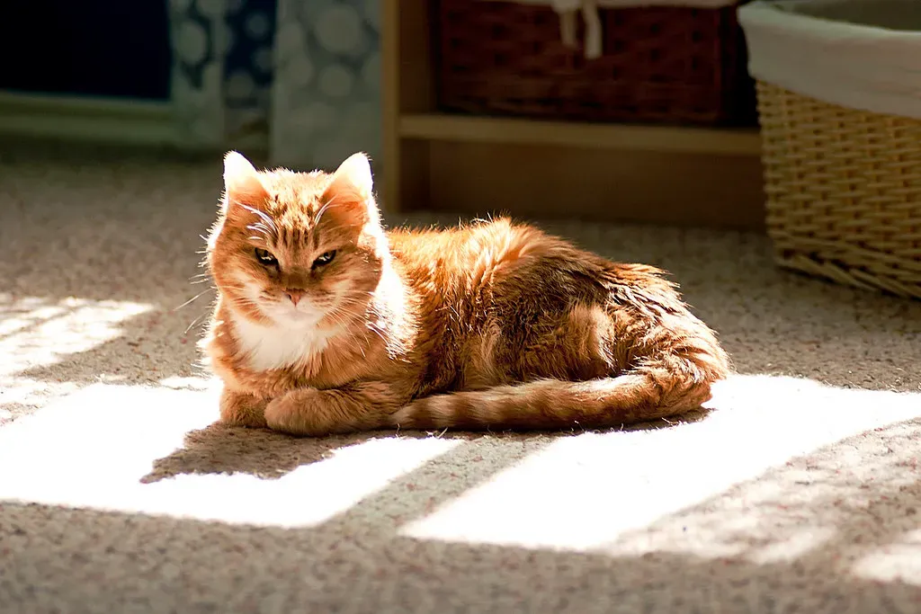 6. Leaving the Room When You Come In (Mark Bonica, Flickr, CC BY 2.0)