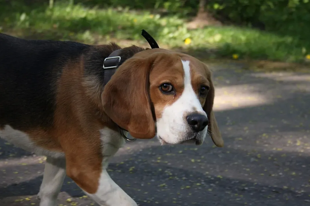 Beagle (Image Credits: Unsplash)