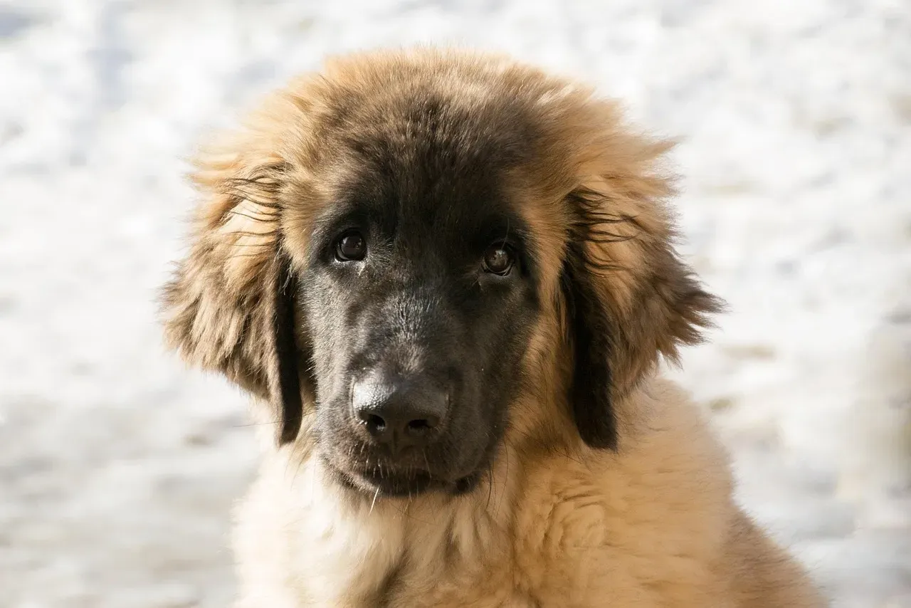 Leo Pride in Their Loyal Companions (Image Credits: Pixabay)