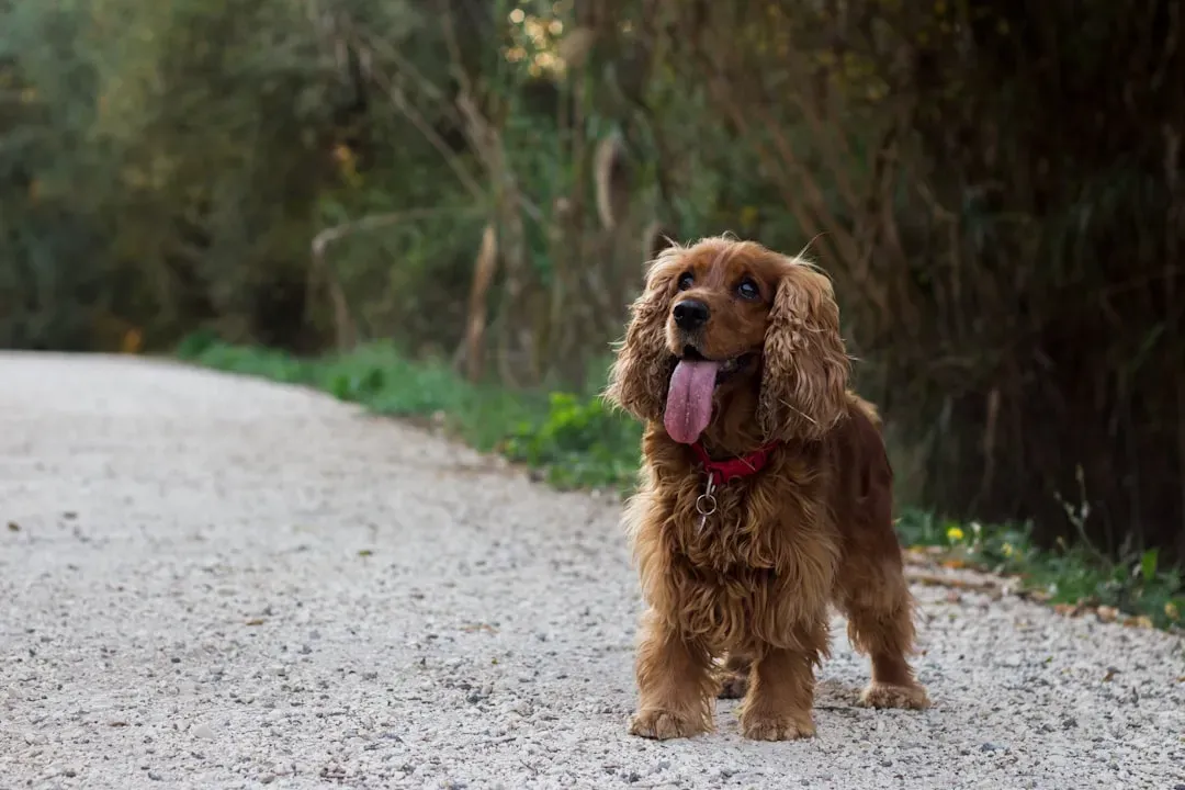 #11. Cocker Spaniel (Image Credits: Unsplash)