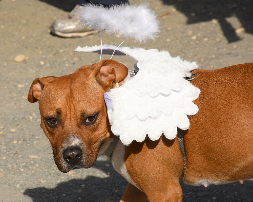 Angel (Image Credits: Flickr)