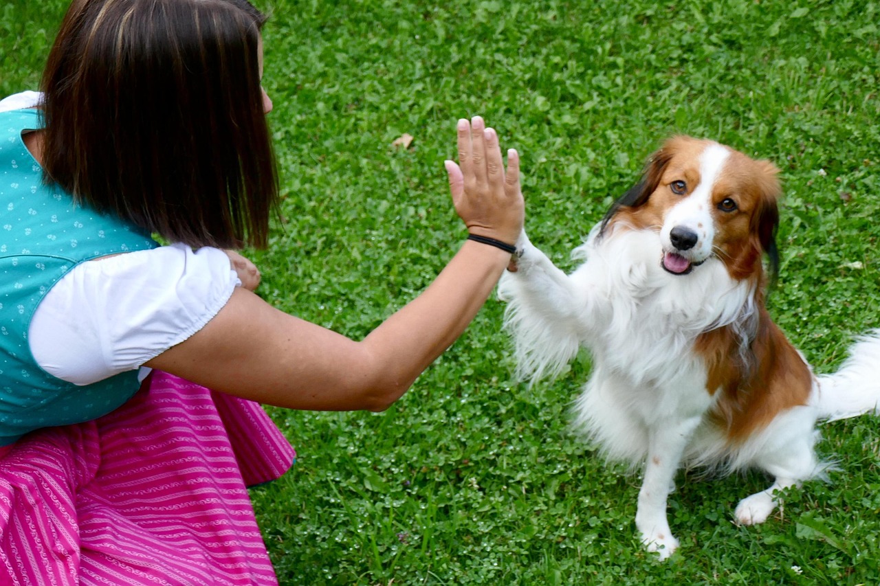 Learn Your Dog's Body Language (Image Credits: Pixabay)