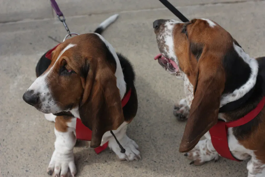 What This Means for You and Your Dog (Image Credits: Flickr)