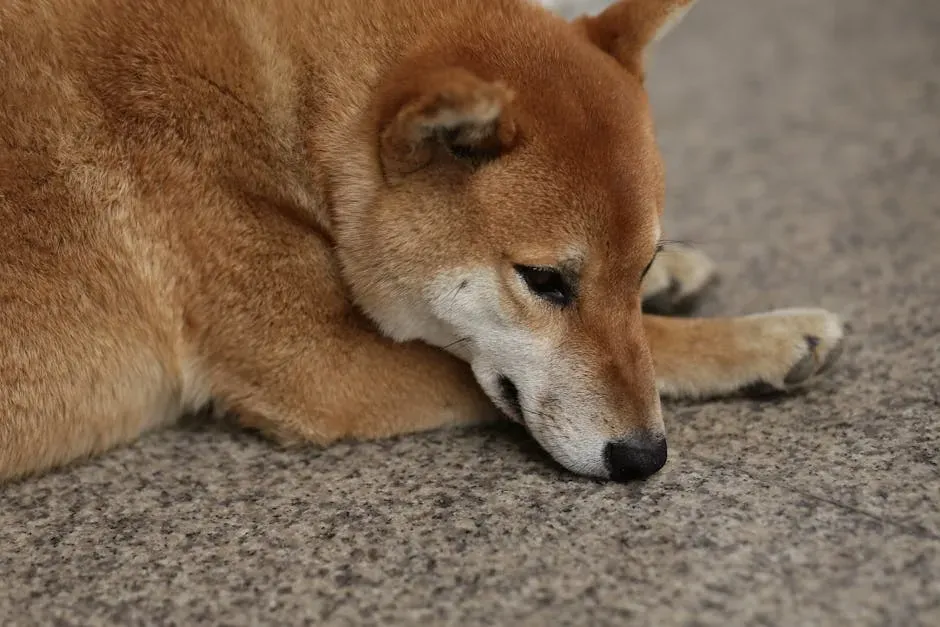 The Shiba Inu: Spirited, Smart, and Stubbornly Solo (Image Credits: Pexels)