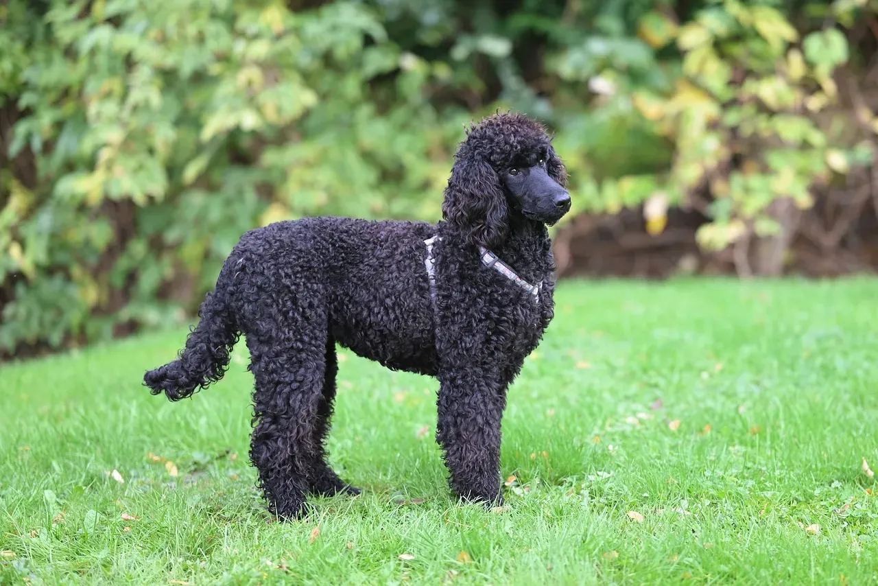 #10 - The Poodle and the "French Fashion Dog from Day One" Myth (Image Credits: Pixabay)