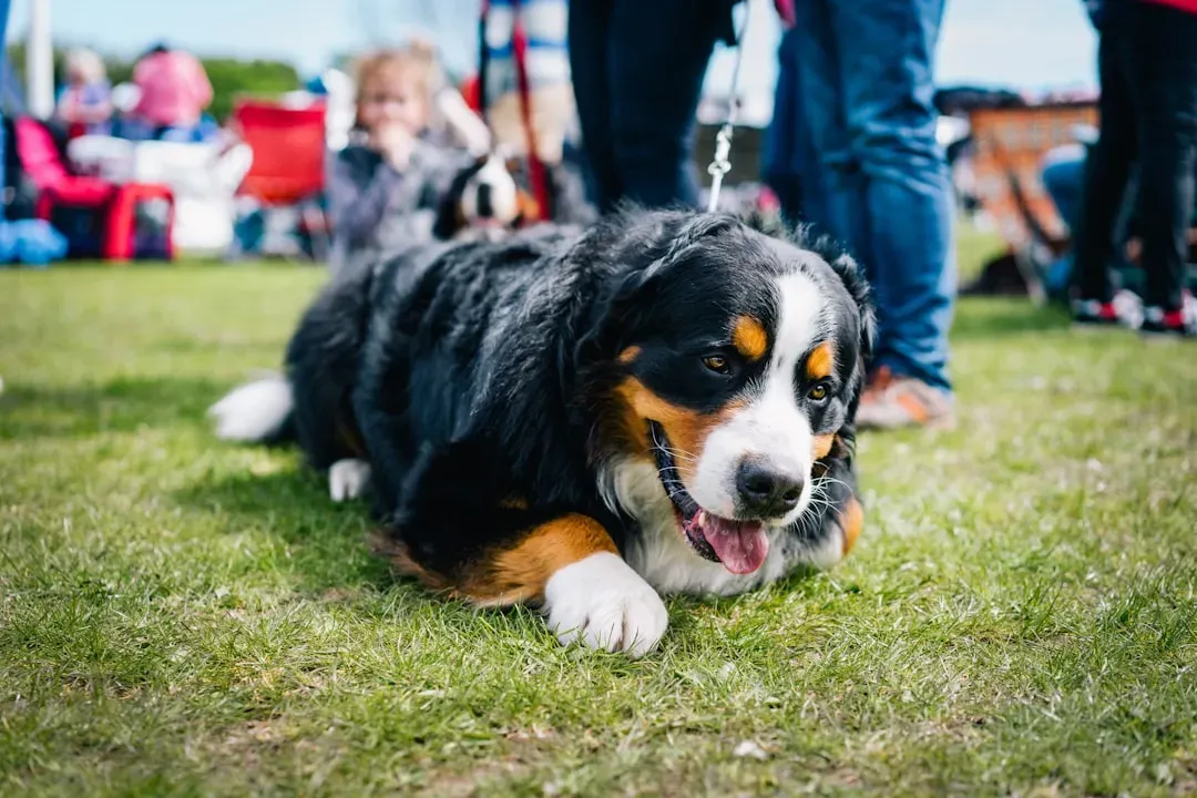 #8: Bernese Mountain Dog (Image Credits: Unsplash)
