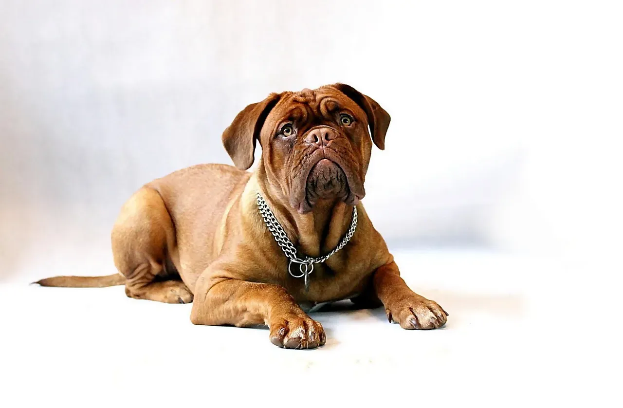 Mastiff: The Loyal Lounger (Image Credits: Pixabay)