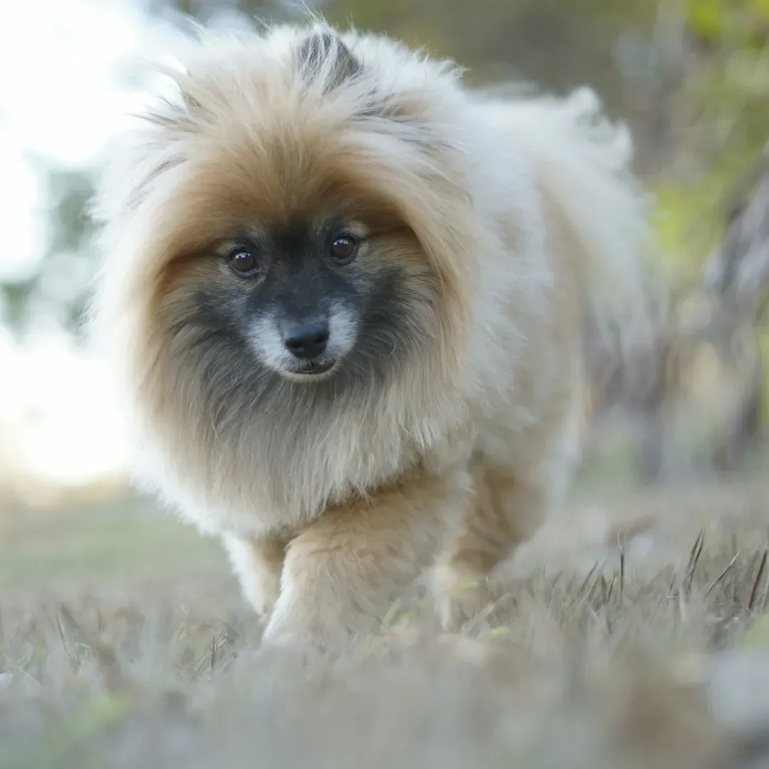 5. Pomeranian: The Fluffy Firecracker (Image Credits: Unsplash)
