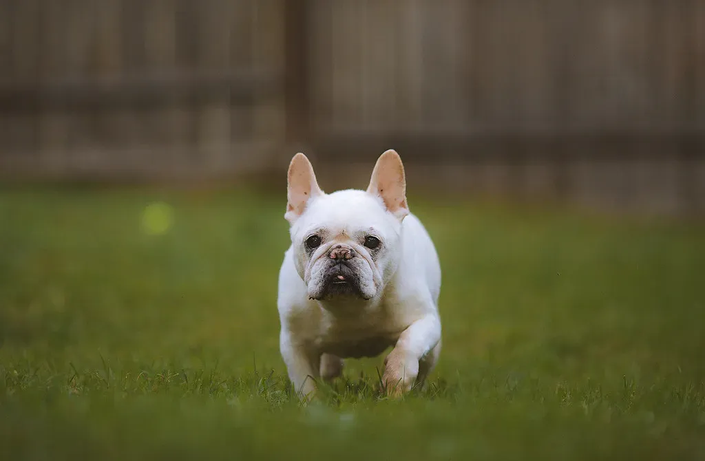 #5. French Bulldog (RebaSpike, Flickr, CC BY 2.0)