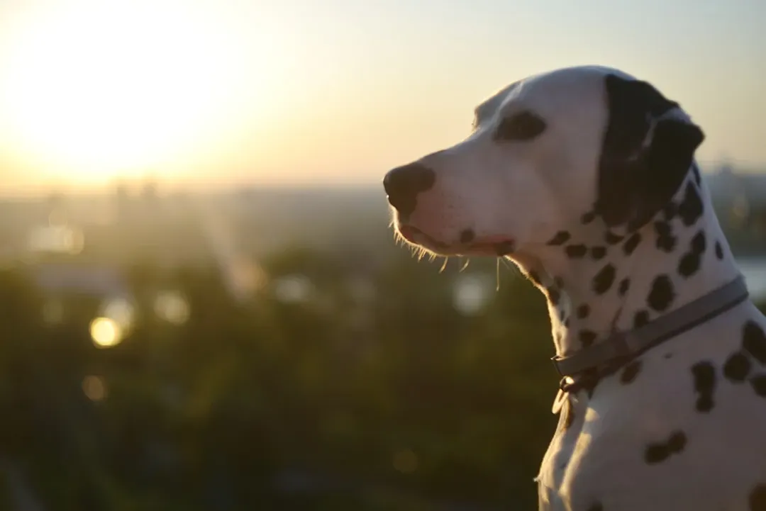 #7 - The Midday Sunspot Nap You Quietly Protected (Image Credits: Unsplash)