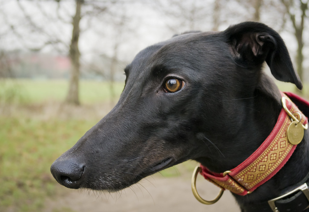Greyhound: Speed Meets Health (Image Credits: Flickr)