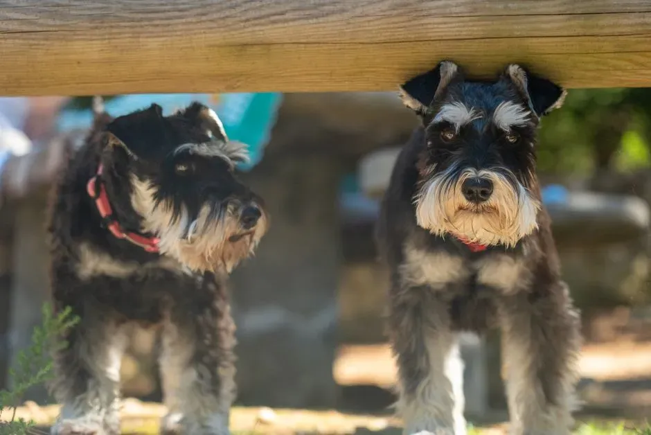 11. Giant Schnauzer: The Serious Suit With a Worrier’s Heart (Image Credits: Pexels)