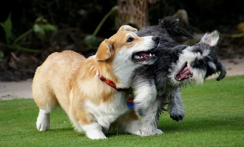 8. Pembroke Welsh Corgi: The Herding Heart That Never Stops (Image Credits: Flickr)