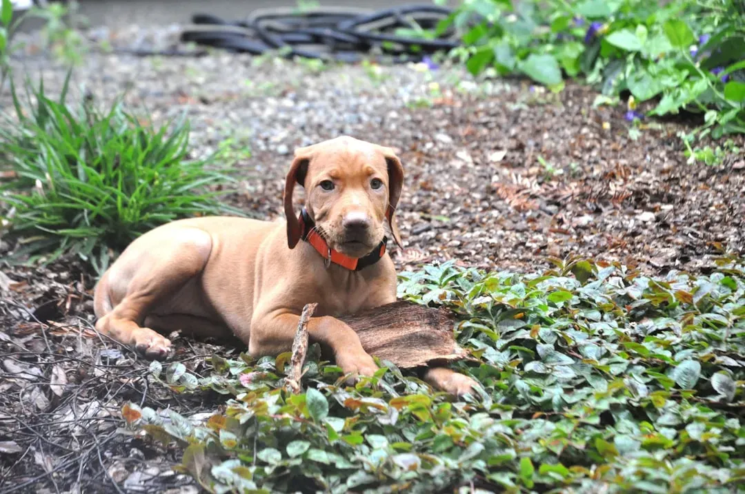 #10. Vizsla - Sagittarius' Loyal Wanderer (Image Credits: Unsplash)