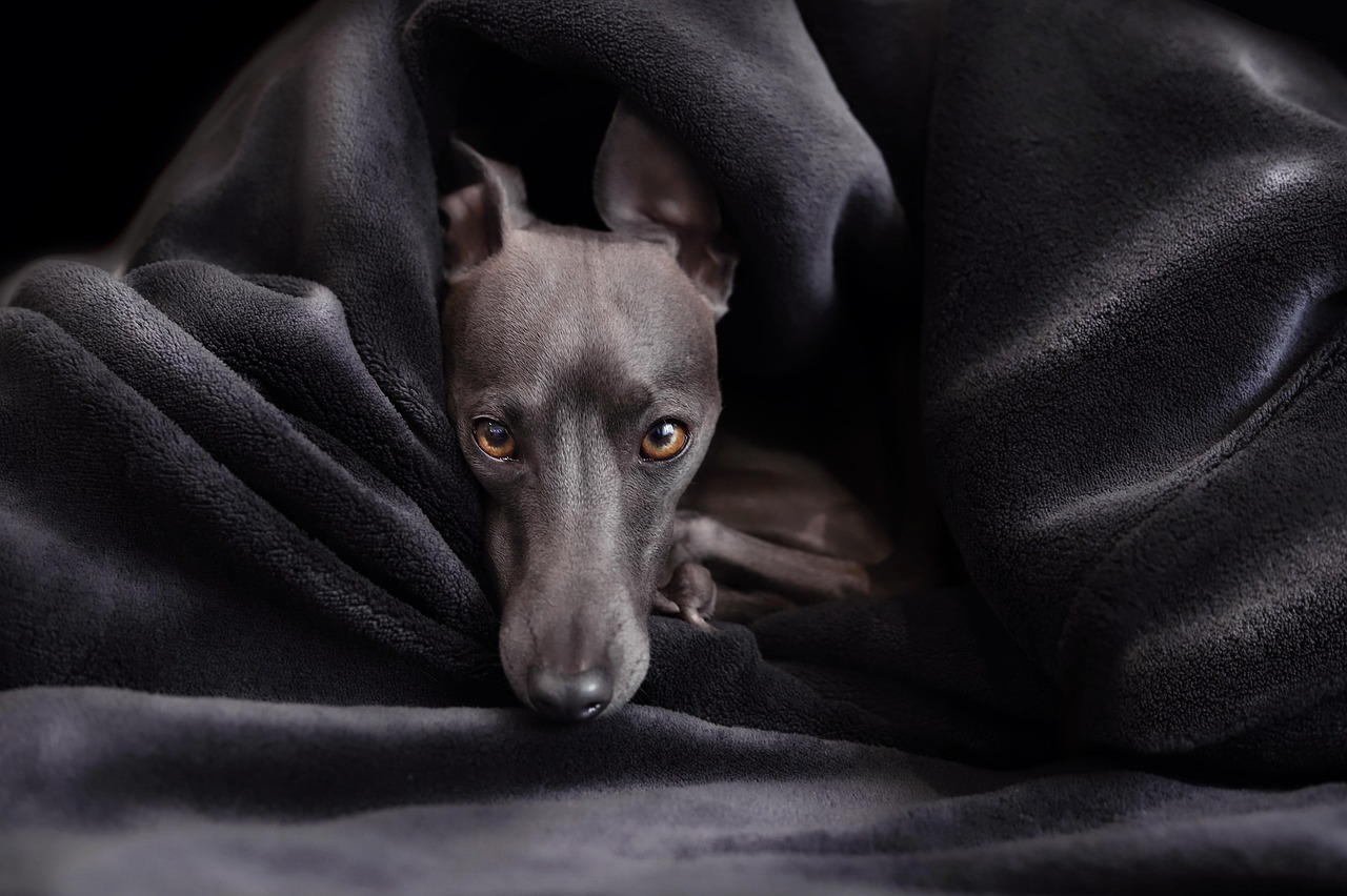 The Couch Potato Speedster (Image Credits: Pixabay)