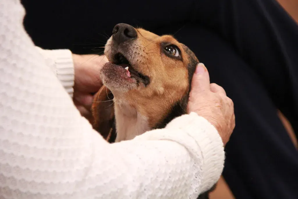 10. Beagle: A Scent Hound That Keeps On Going (Gamma Man, Flickr, CC BY 2.0)
