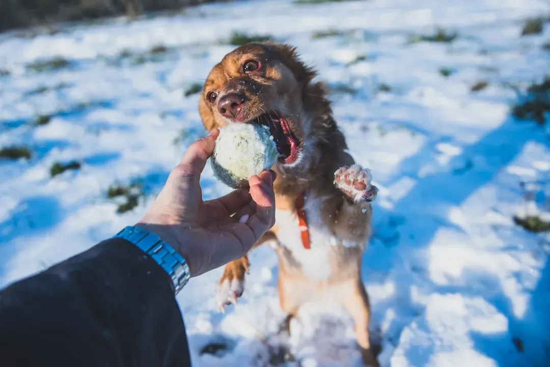 Freeze Enrichment Treats for Long-Lasting Engagement (Image Credits: Unsplash)