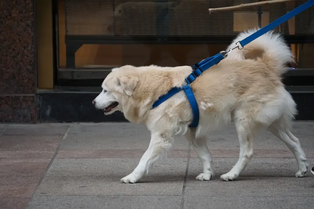 #7 - The Leash and Harness Tell You If the Walks Are Real (Image Credits: Unsplash)