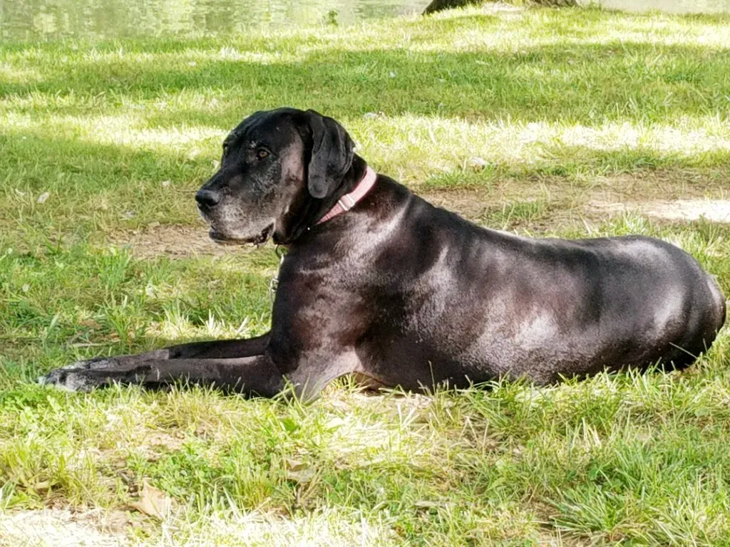 Great Dane: Majestic Tranquility (Image Credits: Flickr)