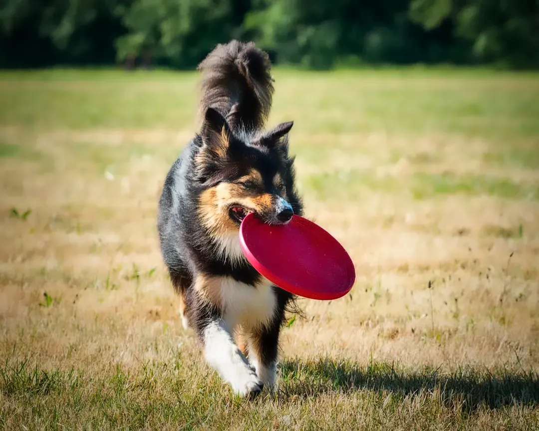 11. The "Fetch Till He's Tired" Play Sessions (Image Credits: Unsplash)
