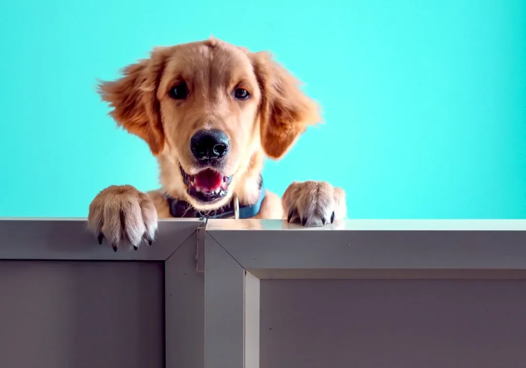 #10 - How Your Dog Reads Other Dogs Gets Studied Like a Chart (Image Credits: Unsplash)
