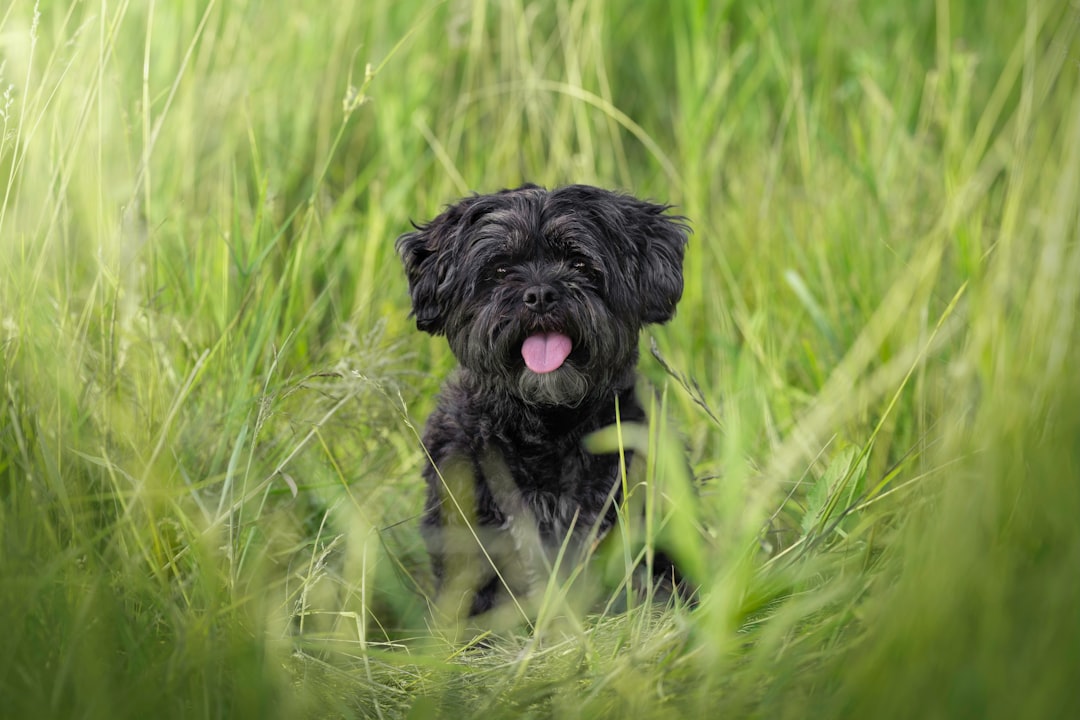 1. The Devoted Shadow Following (Image Credits: Unsplash)