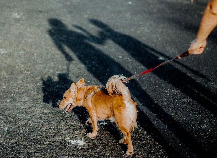 #2 - Shadowing One Person as the "Default Human" (Image Credits: Pexels)