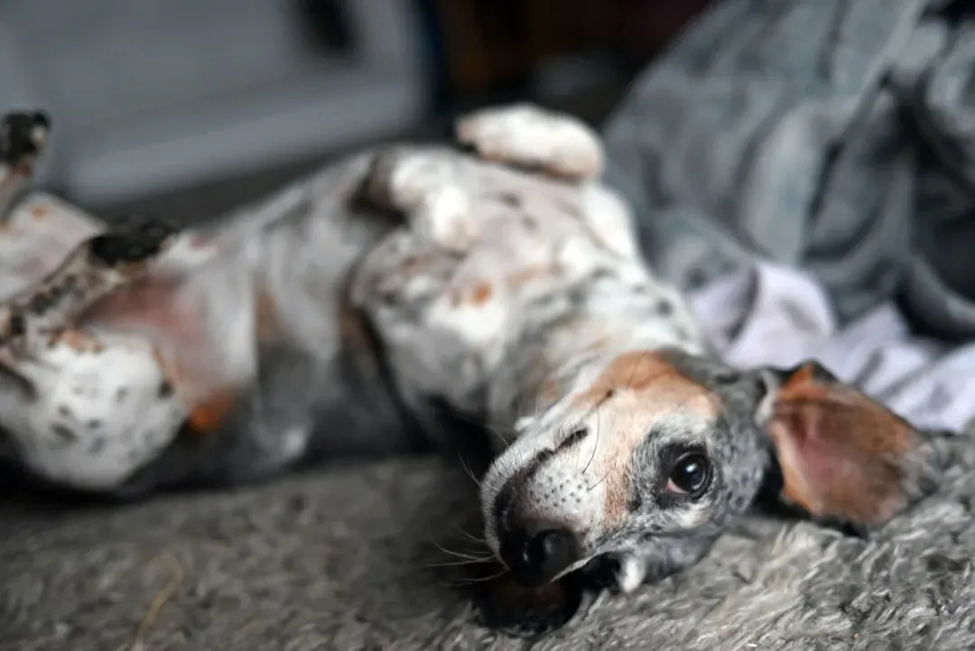 #12 - They Show You Their Belly… But Stay Relaxed (Image Credits: Unsplash)