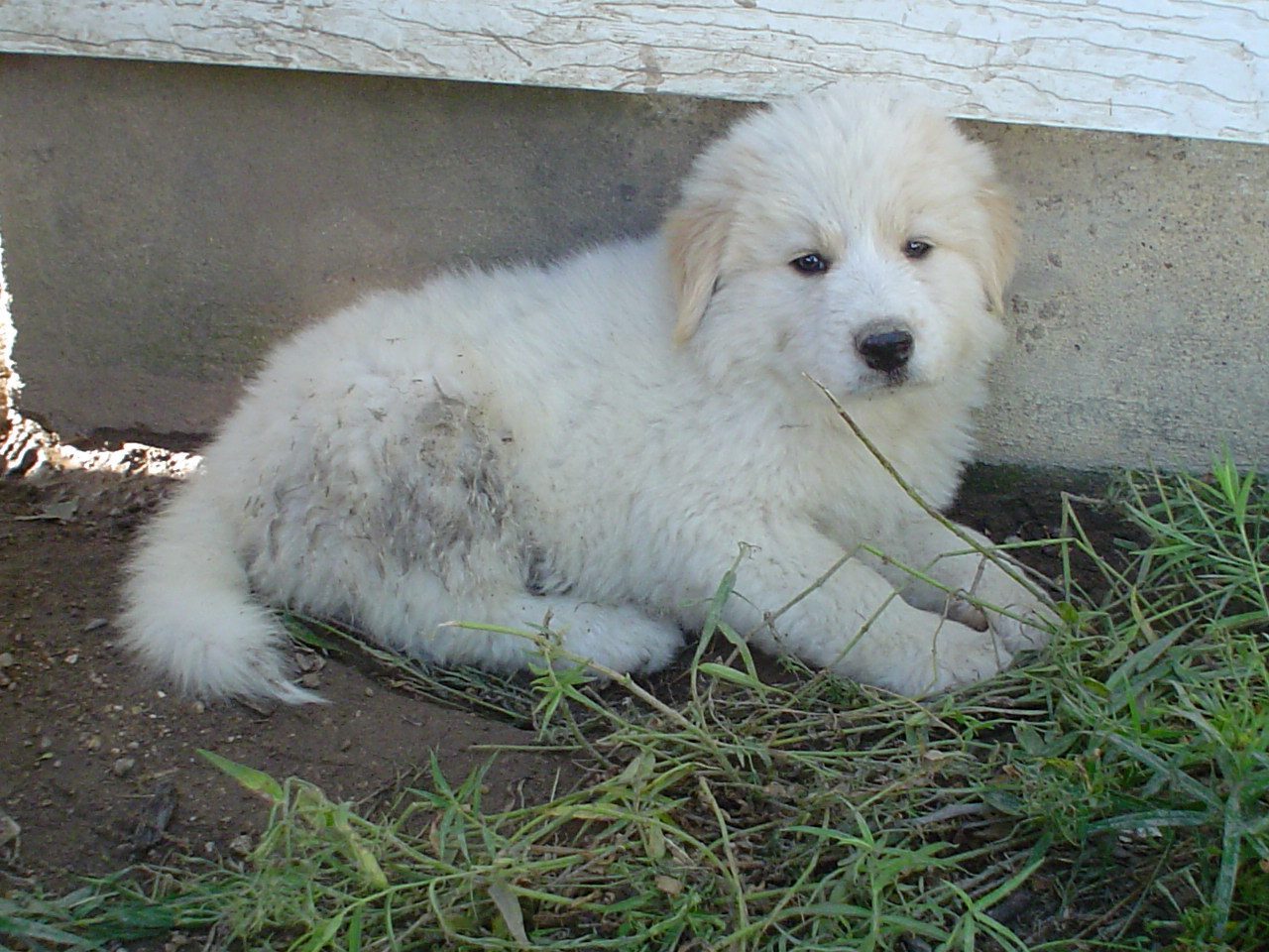 Great Pyrenees (Image Credits: Wikimedia)