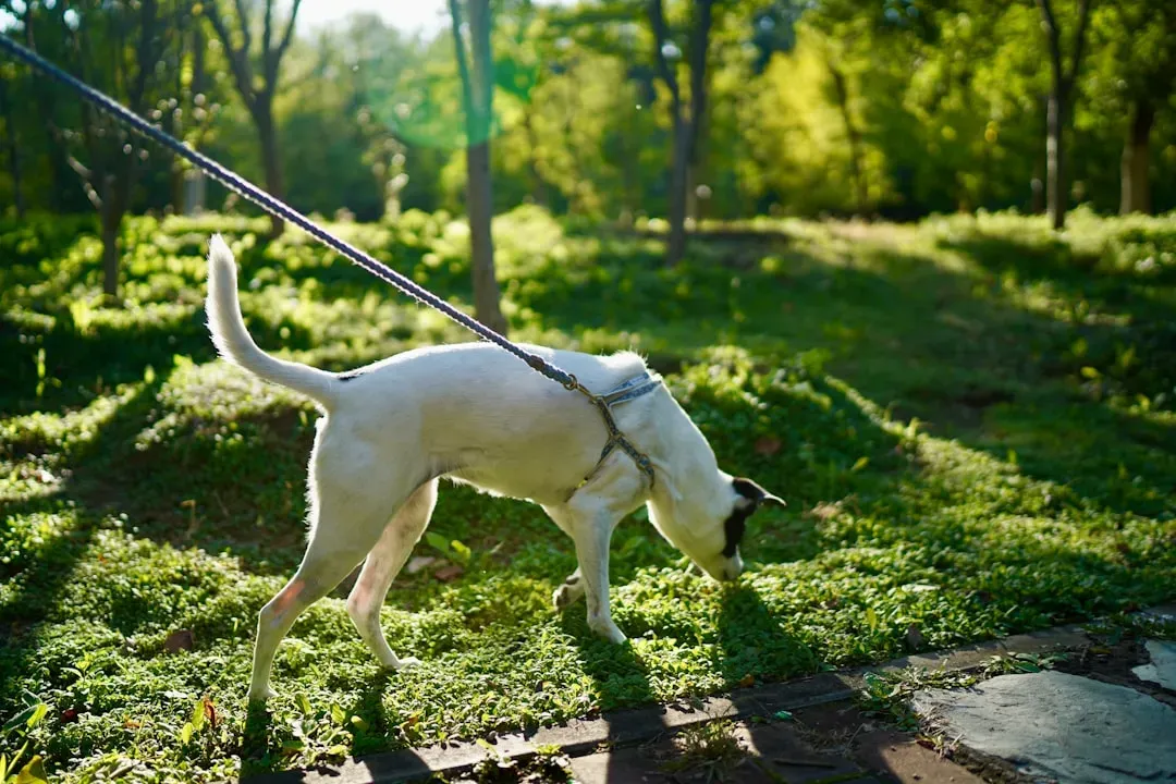 #6 - The Evening Sniff Session (Image Credits: Unsplash)