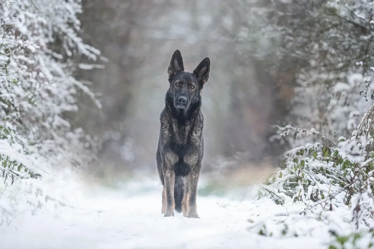 #1 Aries: The Fire Sign That Matches the German Shepherd's Energy (Image Credits: Pixabay)